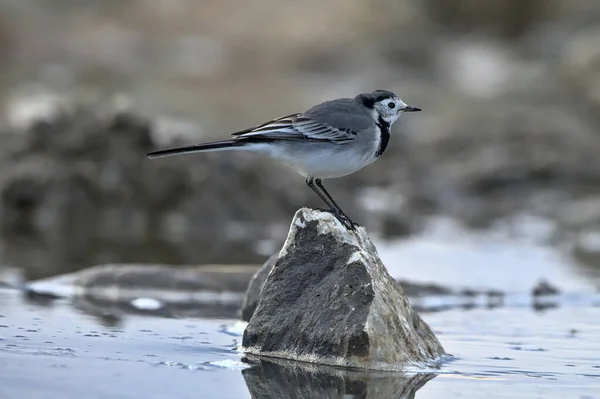 Λευκή Ουρά Motacilla Alba Ελλάδα — Φωτογραφία Αρχείου