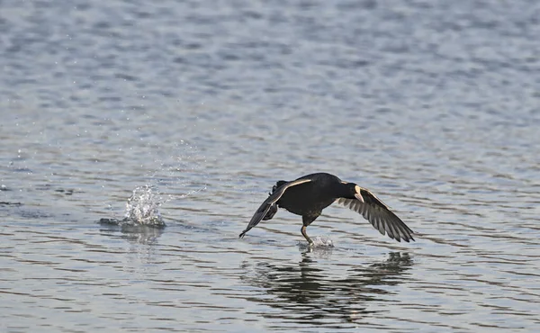 Coot Fulica Atra Creta Grecia — Foto de Stock