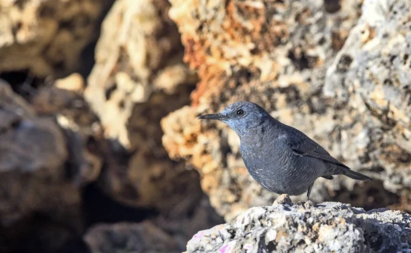 Grive Bleue Monticola Solitarius Grèce — Photo