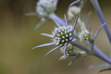 Eryngium amethystinum (Apiaceae), ametist eryngo, ametist sea holly, İtalyan eryngo veya ametist sea holly, Yunanistan
