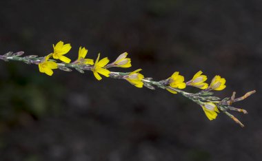 Lactuca viminea, esnek marul, Yunanistan