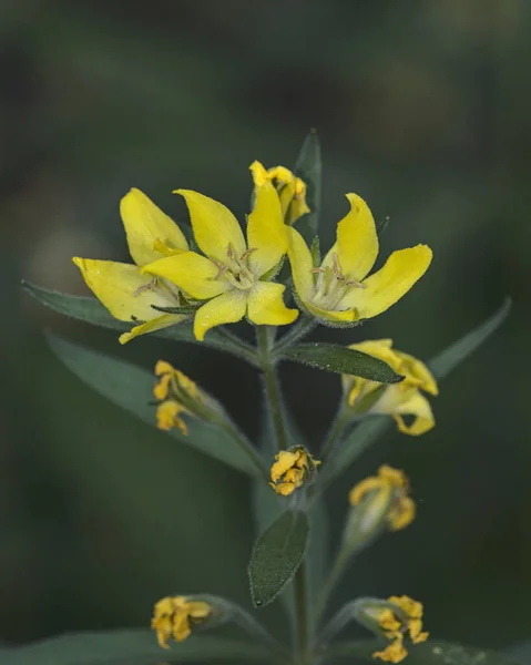 Lysimachia Punctata Yellow Loosestrife Řecko — Stock fotografie