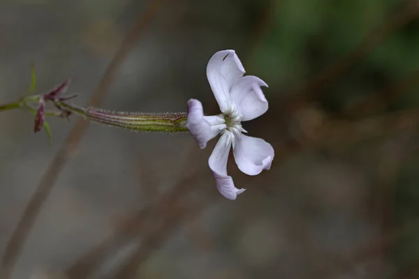 Silene Paradoxa Druh Mouchy Řecko — Stock fotografie