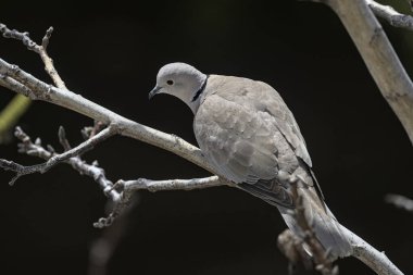 Avrasya yakalı kumru (Streptopelia decaocto), Yunanistan