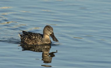 Erkek bir kürekçi - Anas clypeata, Girit