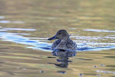 Pintail veya Kuzey Pintail (Anas acuta), Girit