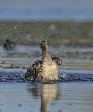Pintail veya Kuzey Pintail (Anas acuta), Girit