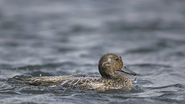 Pintail Northern Pintail Anas Acuta Κρήτη — Φωτογραφία Αρχείου