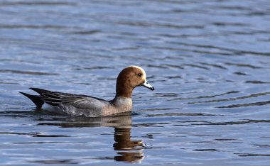 Avrasya Wigeon (Anas penelope), Yunanistan