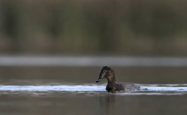 Ortak Pochard - Aythya ferina, Girit