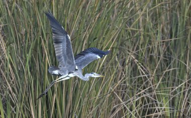 Gri Heron - Ardea Cinerea, Girit