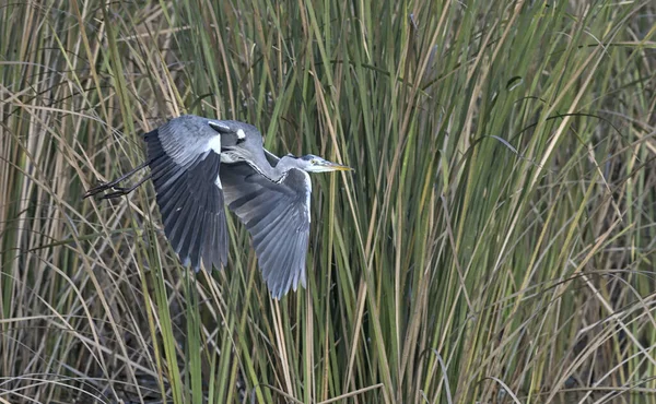 Garza Gris Ardea Cinerea Creta — Foto de Stock