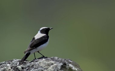 Kara Kulaklı Wheatear (Oenanthe melanoleuca), Yunanistan
