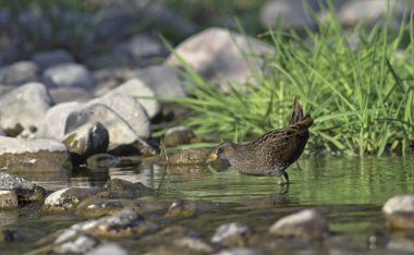 Benekli Crake (Porzana porzana), Yunanistan