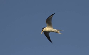 Little Tern - Sterna albifrons, Lesvos, Yunanistan