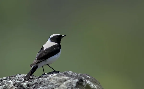 Wheatear Orelhas Pretas Oenanthe Melanoleuca Grécia — Fotografia de Stock