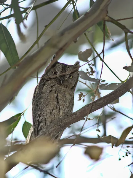 Eurasian Scops Owl Otus Scops Greece — Stock Photo, Image