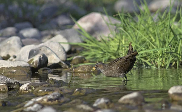 Benekli Crake (Porzana porzana), Yunanistan