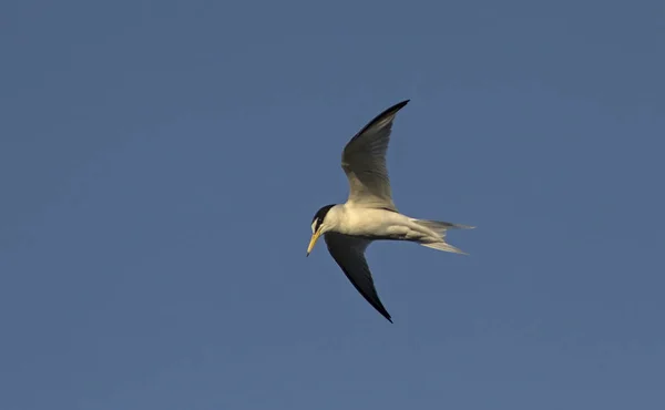 Little Tern Sterna Albifrons Lesbos Grecia — Foto de Stock