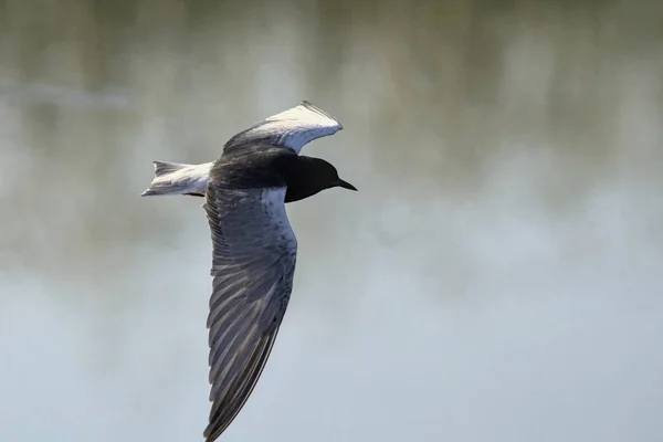 Witvleugelstern Witvleugelzwarte Stern Chlidonias Leucopterus Griekenland — Stockfoto