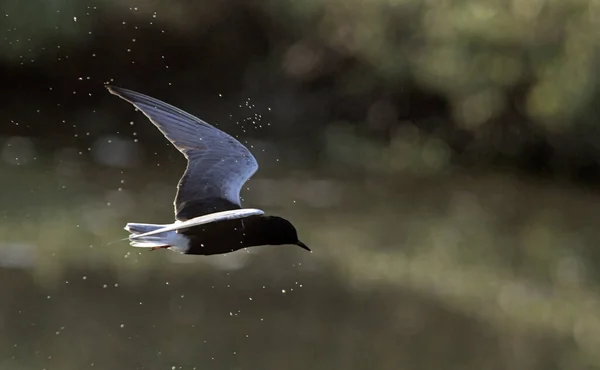 Vitvingad Tern Eller Vitvingad Svart Tern Chlidonias Leucopterus Grekland — Stockfoto