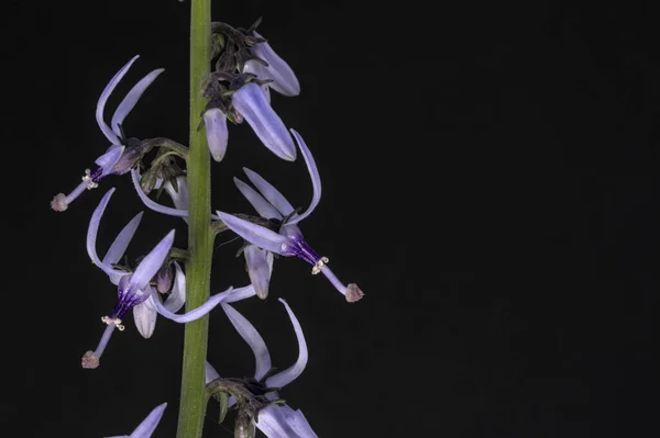 Petromarula Pinnata Petromarula Név Görögül Kősalátát Jelent Utalva Levelek Ízére — Stock Fotó