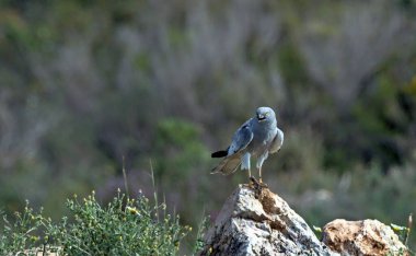 Pallid Harrier (Sirk makrourusu), Girit