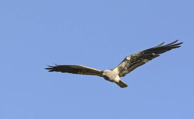 Montagu 'nun Harrier' i (Circus pygargus). Yunanistan