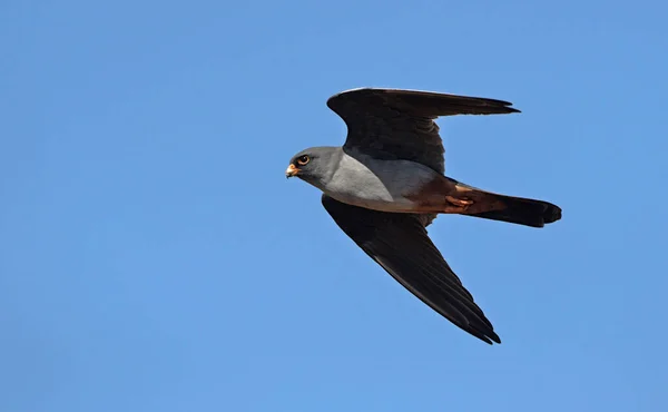 Falcon Patas Rojas Falco Vespertinus Grecia — Foto de Stock