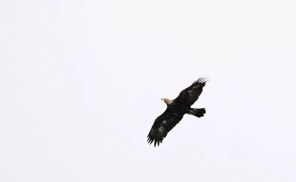 Золотой Орел Aquila Chrysaetos Крит — стоковое фото