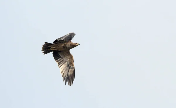 Águila Imperial Aquila Heliaca Creta — Foto de Stock
