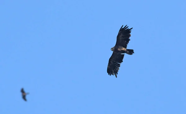 Greater Spotted Eagle (Clanga clanga), Crete