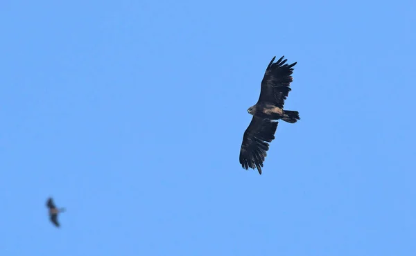 Greater Spotted Eagle Clanga Clanga Crete 스톡 사진