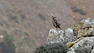 Steppe kartalı (Aquila nipalensis), Girit