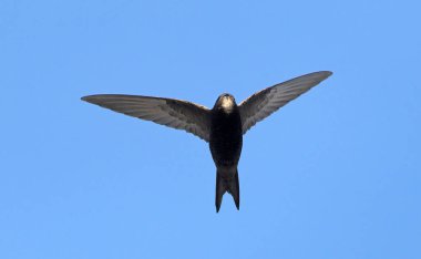 Apus apus (ortak Swift, Avrupa Swift, SWIFT), Yunanistan