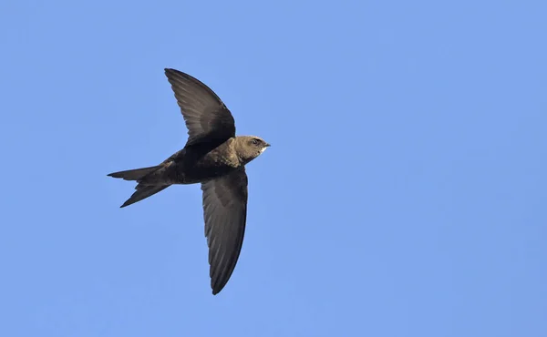 Apus Apus Common Swift European Swift Swift Grécia — Fotografia de Stock