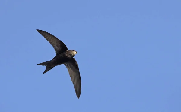 Apus Apus Common Swift Evropská Swift Swift Řecko — Stock fotografie