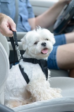 Bir arabada seyahat köpek