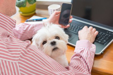 Köpek vasıl ev ile çalışma