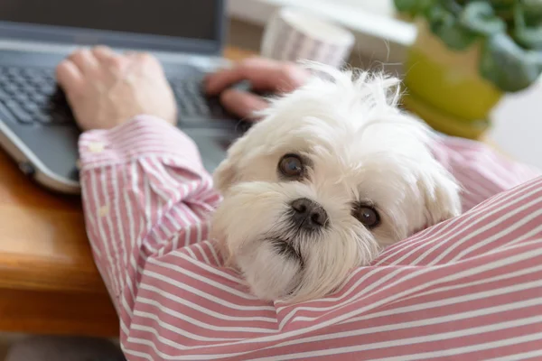 Práce se psem doma — Stock fotografie