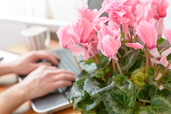 Concept van planten in een werkplek — Stockfoto