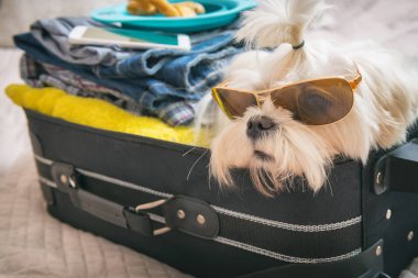 Bavulun içinde oturan köpek