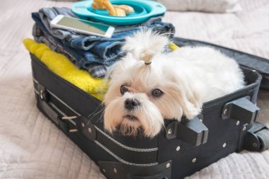 Bavulun içinde oturan köpek