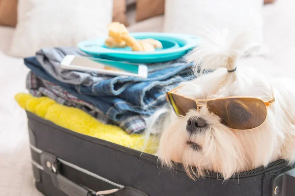 Cão sentado na mala — Fotografia de Stock