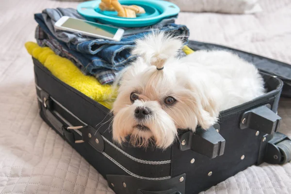 Собака сидит в чемодане — стоковое фото