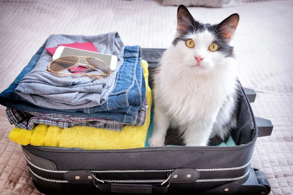 Cat sitting in the suitcase