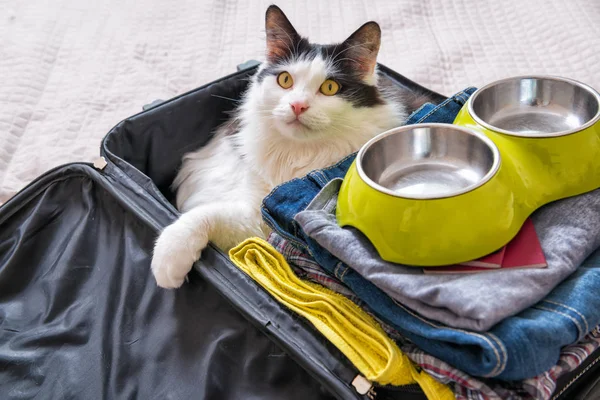 Katt sitter i resväskan — Stockfoto
