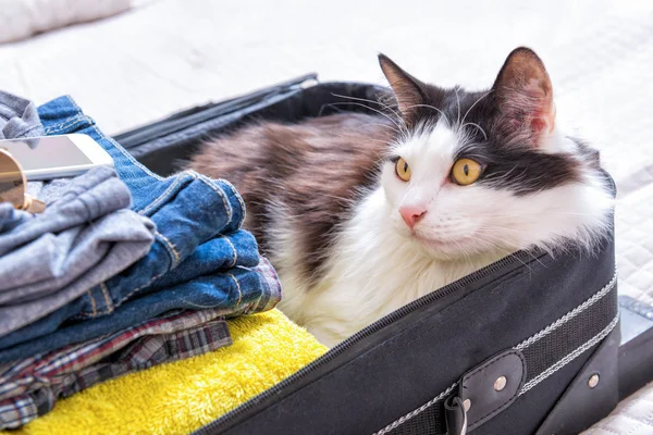 Γάτα κάθεται στην βαλίτσα — Φωτογραφία Αρχείου