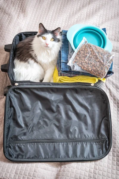 Gato sentado na mala — Fotografia de Stock