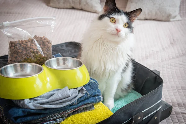 Katze sitzt im Koffer — Stockfoto